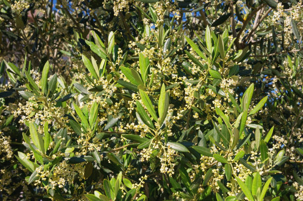 istock Spring. Branches of olive tree with leaves and flowers 1205581396