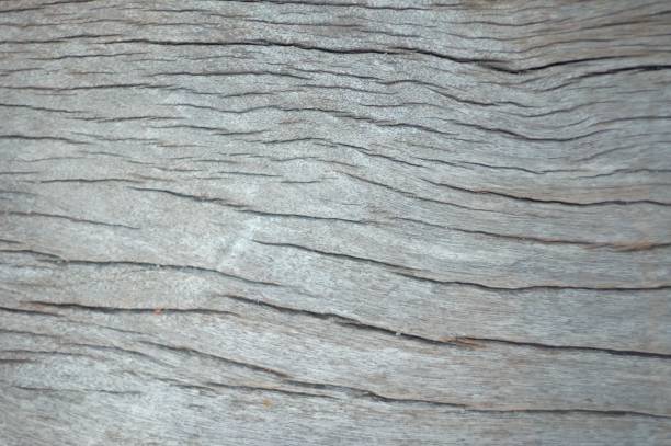 in messa a fuoco selettiva superficie della pelle incrinato di una vecchia tavola di legno per la trama di sfondo - old plank outdoors selective focus foto e immagini stock