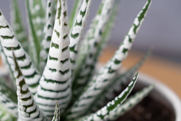 istock Haworthia fasciata alba (albino, wide zebra) succulent with bright white stripes 1205581604