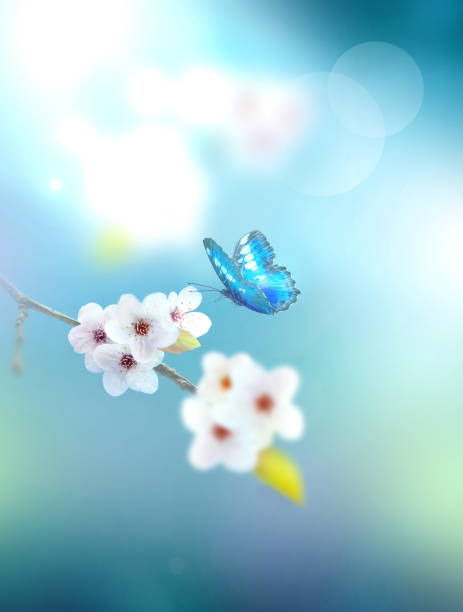 istock Blossom tree over nature background. Spring flowers. Spring Background 1205581698