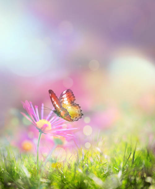 istock Beautiful butterfly and flowers 1205581878