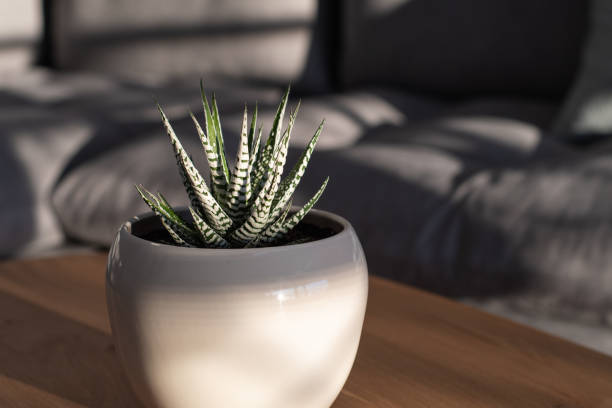 istock Haworthia fasciata alba (albino, wide zebra) succulent with bright white stripes 1205582129
