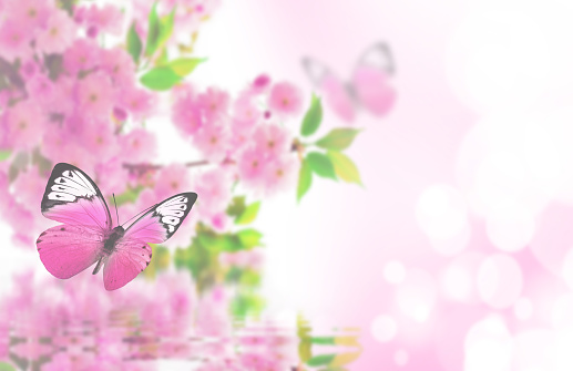 Blossom tree over nature background and butterfly. Spring flowers. Spring Background.