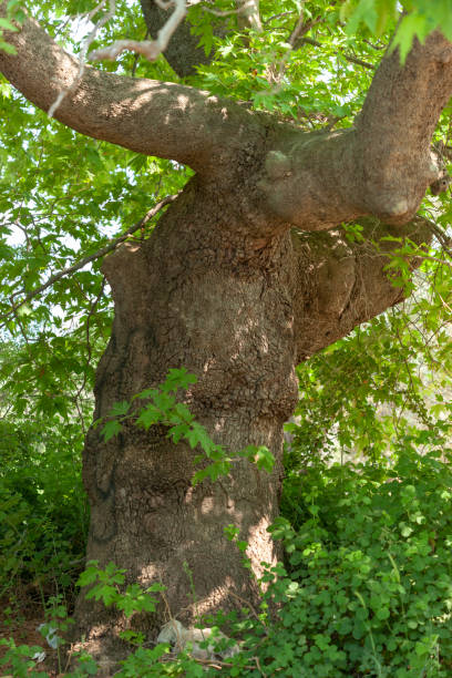 istock trunk of very old sycamore tree 1205582764