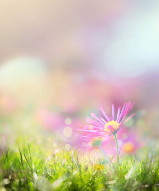 istock Beautiful meadow and flowers 1205583117