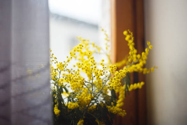 istock spring mimosa flowers, close up of bouquet 1205583302