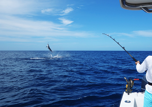 To catch a marlin