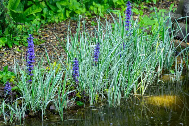 Phalaris arundinacea, known as reed canary grass on the pond shore with blue flowers of Ajuga reptans Atropurpurea. Spring landscape, fresh wallpaper and nature background concept