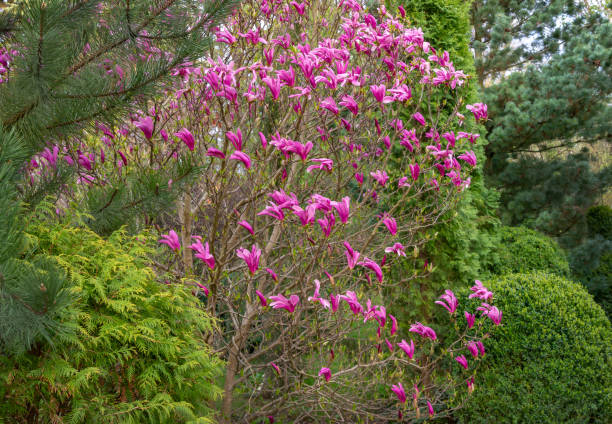 gran cantidad de grandes flores rosas y cogollos magnolia susan (magnolia liliiflora x magnolia stellata) en el jardín de primavera. enfoque selectivo. concepto de naturaleza para el diseño - tree magnolia vibrant color close up fotografías e imágenes de stock