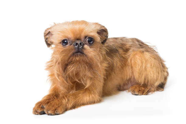 istock Sad puppy of the Brussels Griffon 1205585630