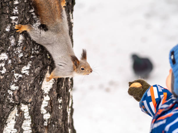 istock A little child in winter feeds a squirrel with a nut. 1205585780