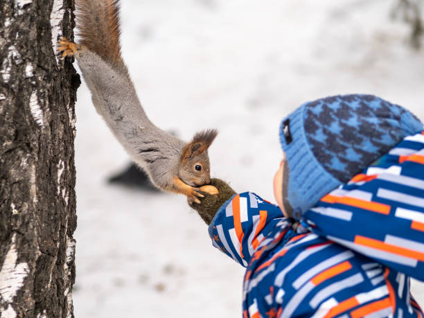 istock A little child in winter feeds a squirrel with a nut. 1205585784