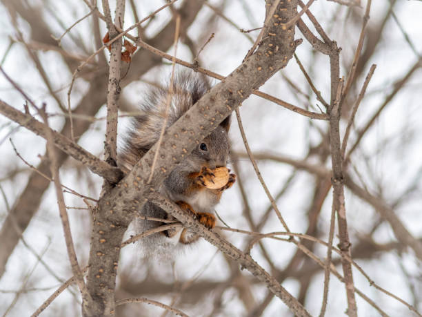 istock The squirrel with nut sits on a branches in the winter or autumn on cloudy sky background 1205585790