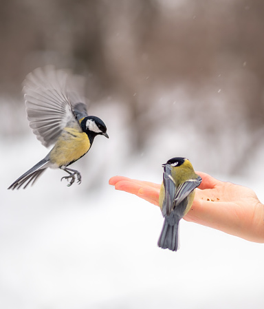 Girl feeds a tit from a palm. A bird lands on a woman's hand to take foodand the other sits on the palm of its hand. Caring for animals in winter or autumn.
