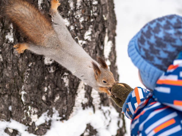 istock A little child in winter feeds a squirrel with a nut. 1205585808