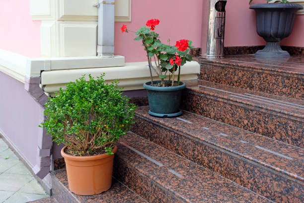 Flowers on stairs in pots. Pelargonium in a black pot on marble steps. Decorations to enter the house in the summer.