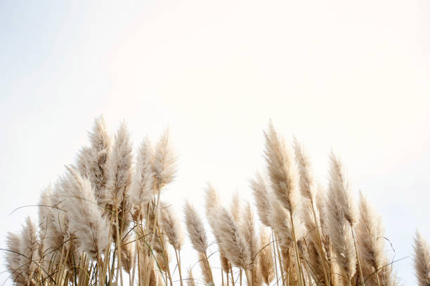 Pampas grass in the sky, Abstract natural background of soft plants Cortaderia selloana moving in the wind. Bright and clear scene of plants similar to feather dusters. Pampas grass in the sky, Abstract natural background of soft plants Cortaderia selloana moving in the wind. Bright and clear scene of plants similar to feather dusters. beauty ornamental grass stock pictures, royalty-free photos & images