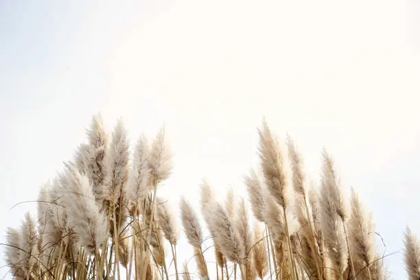 Photo of Pampas grass in the sky, Abstract natural background of soft plants Cortaderia selloana moving in the wind. Bright and clear scene of plants similar to feather dusters.