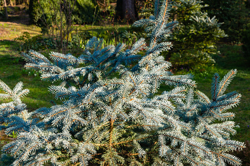 Young spruce Blue Picea pungens Hoopsii before the formation of the crown looks disheveled. Close-up in natural sunlight on garden background. Selective focus. Nature concept for garden magazine