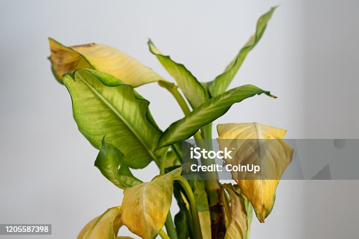 istock Dieffenbachia Camilla (dumb cane) with yellow leaves and brown spots 1205587398