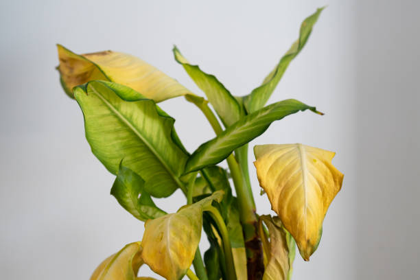 Photo of Dieffenbachia Camilla (dumb cane) with yellow leaves and brown spots