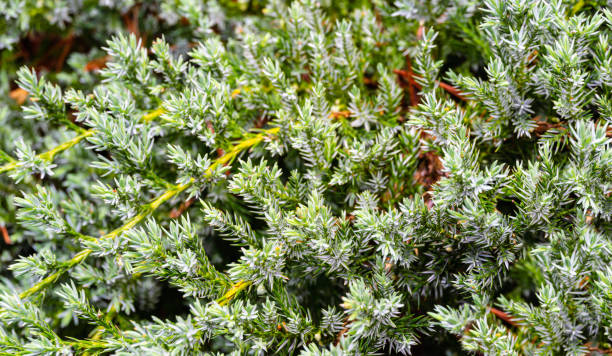 istock Original texture of natural Juniperus squamata 'lue carpet' needles. Blue with green background of shallow needles. Macro needles in the sunlight. Selective focus. Nature concept for spring design 1205587631