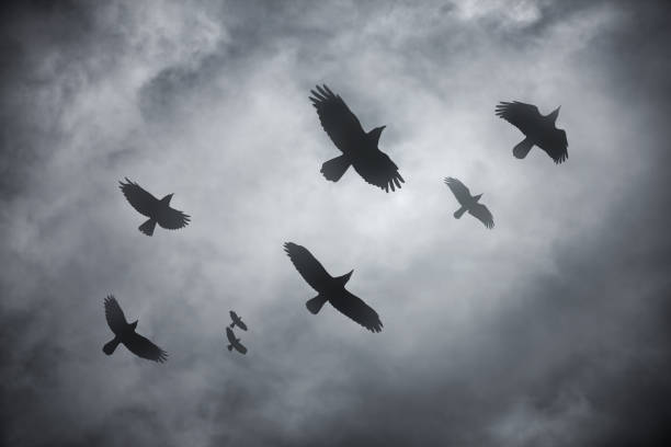 Black birds Flock of ravens in flight across the dynamic sky. Black birds as a symbol of danger and uncertainty. halloween bird stock pictures, royalty-free photos & images