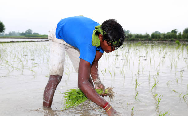 istock Rice paddy plantation in the field 1205588416