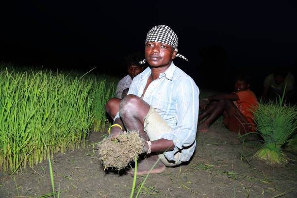 farmer plucking rice paddy plants seeds - developing countries farmer rice paddy asia imagens e fotografias de stock