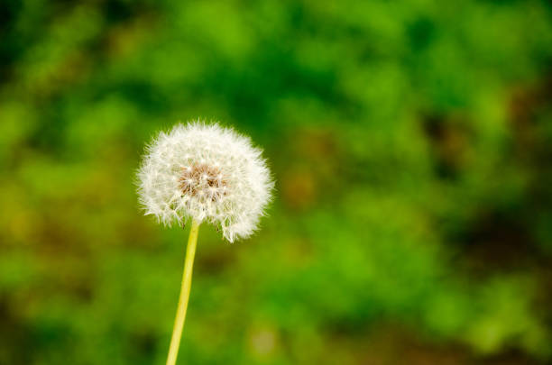 istock Dandelion on a background of green grass. Beautiful blurred bokeh 1205588721