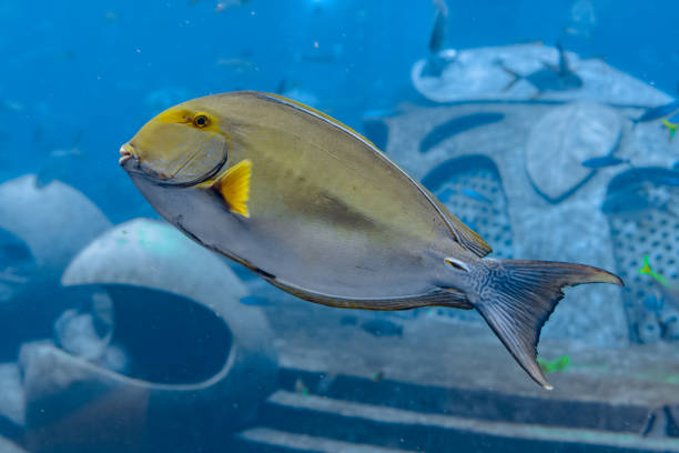 peces cirujano de rayas oculares (acanthurus xanthopterus) o pez cirujano de aleta amarilla (acanthurus dussumieri) - tuna sea underwater fish fotografías e imágenes de stock