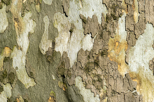 Nice texture of American Sycamore Tree (Platanus occidentalis, Plane-tree) bark. Natural green, yellow, gray and brown spotted platanus tree bark