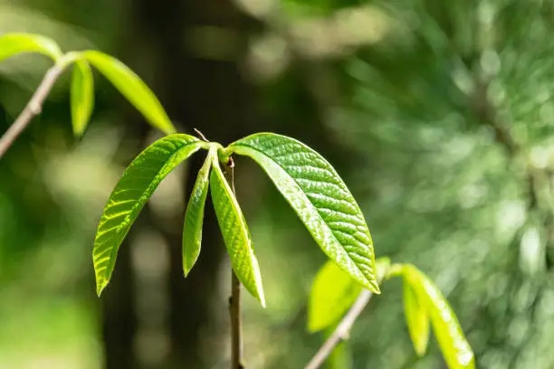 Young dark-green leaves of Asimina triloba or pawpaw in spring garden against green blurred backdrop. Spring concept of waking up nature. Freshness and beginning of new life