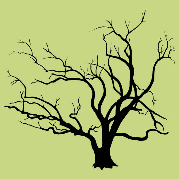 ilustrações de stock, clip art, desenhos animados e ícones de black vector silhouette of skeletal branches of a willow deciduous tree. an old tree with a thick trunk at the base, very branchy, isolated on a light background. - willow tree weeping willow tree isolated