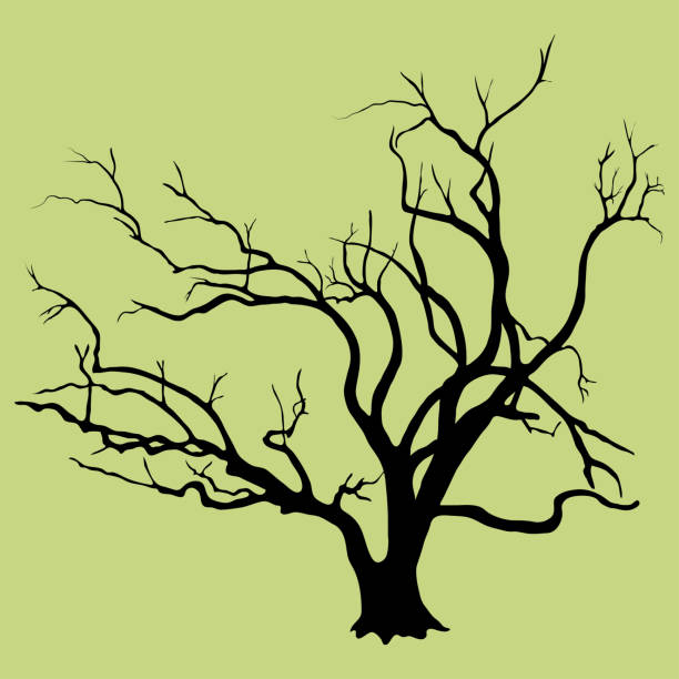 черный векторный силуэт скелетных ветвей ивы лиственной дерева. старое дерево с толстым стволом у основания, очень ветвистый, изолированны - willow tree weeping willow tree isolated stock illustrations