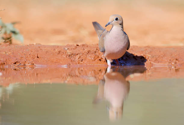 Mourning Dove drinking water, South Texas, USA Mourning Dove drinking water, South Texas, USA zenaida dove stock pictures, royalty-free photos & images