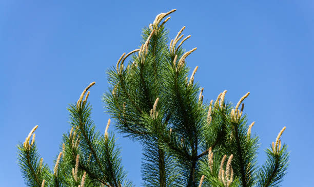 jeunes pousses au-dessus du pin autrichien (pinus nigra) ou du pin noir. longues pousses lumineuses sur le fond bleu de ciel. paysage naturel de fleur, papier peint frais. - black forest forest sky blue photos et images de collection