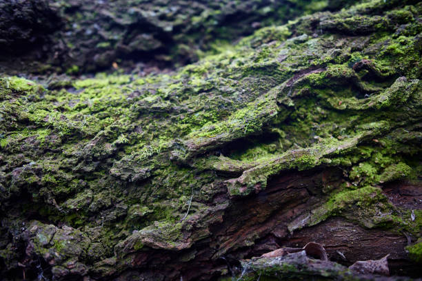 mousse sur un tronc d’arbre - tree stream forest woods photos et images de collection