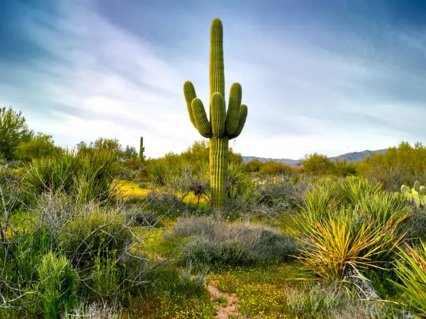 A lone saguaro backed by Four Peaks