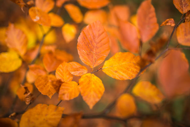 istock Fall, autumn, leaves background. A tree branch with autumn leaves of a beech on a blurred background. Landscape in autumn season 1205596269