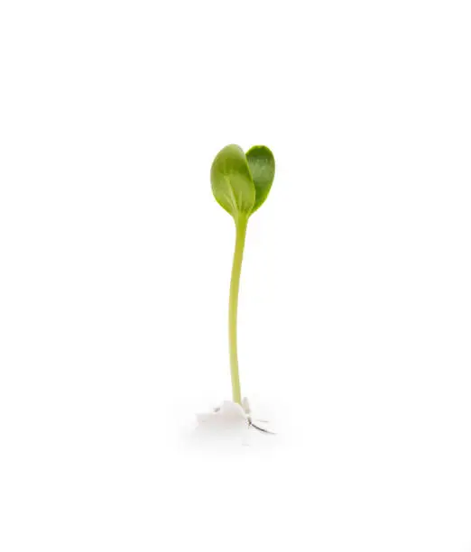 Photo of sprouted plant on white paper. Plant paper pierces and grows