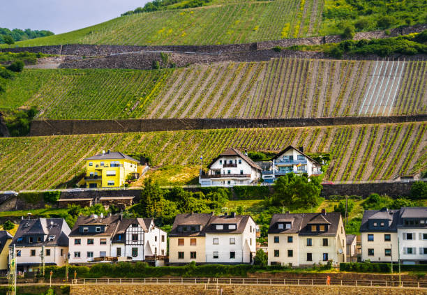 Neat rows of grape arbors are planted on the steep hillsides beyond the village of  Rüdesheim, Germany