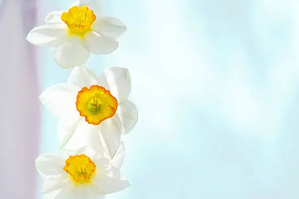 Photo of Three white narcissus flowers vertically arranged on a blue background with a pink stripe.