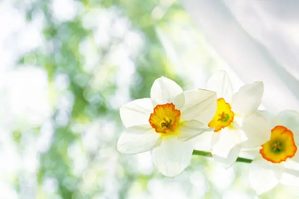 Photo of A bouquet of white flowers of white daffodils close-up stands on a window on a blurred background of green.