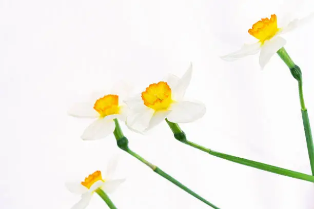 Photo of Flowers of white daffodils are randomly arranged on a white background.