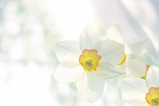 Photo of A bouquet of white flowers of white daffodils close-up stands on the window.