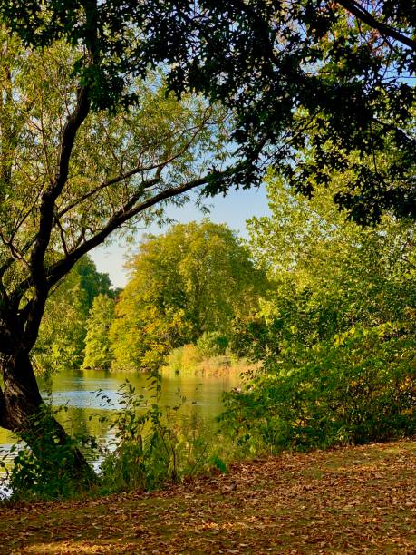 istock Trees alongside lake at autumn sunset 1205599930