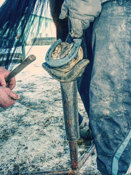 istock Farrier use nail and hammer on forged horsesshoe 1205600314