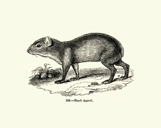Robents, black agouti, Dasyprocta fuliginosa Vintage engraving of a black agouti, Dasyprocta fuliginosa a South American species of agouti from the family Dasyproctidae. It is found in the northwestern Amazon in southern Venezuela, eastern Colombia, eastern Ecuador, western Brazil and northeastern Peru. dasyprocta stock illustrations