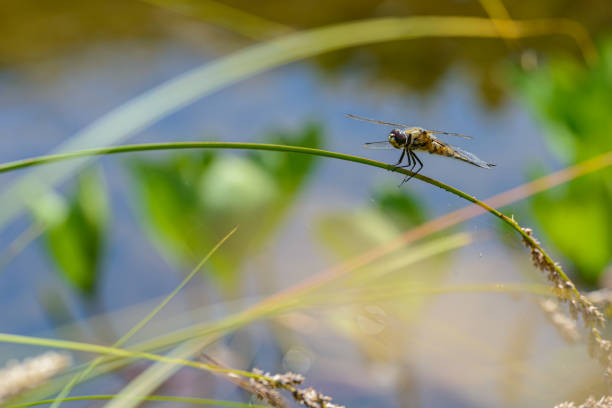 Four-spotted chaser, Libellula quadrimaculata, dragonfly resting on reed stem in front of a blurred blue-green background of a pond